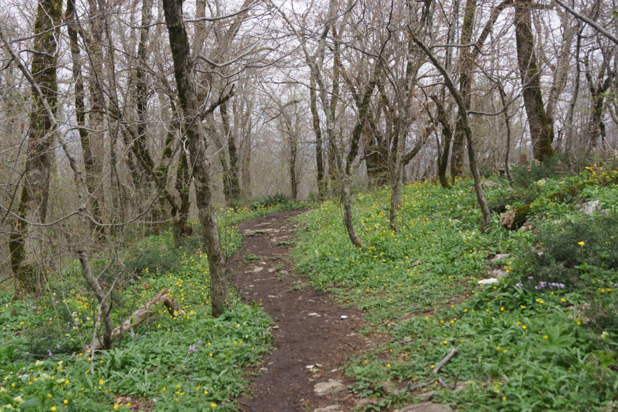 Прогулка по лесу. Источник: Travelto.ru. Автор: Марина Тихомирова