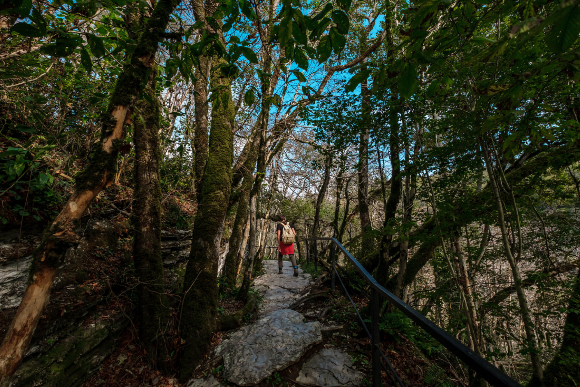 Главное богатство парка - самшитовый лес. shutterstock.com