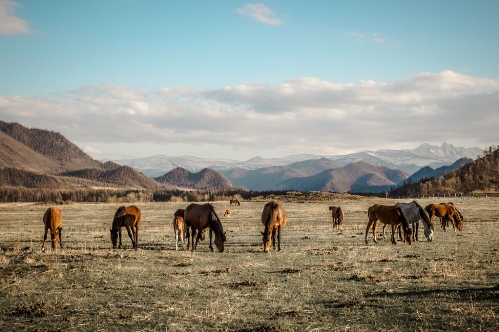 Семинский перевал в Алтае: советы для путешественников