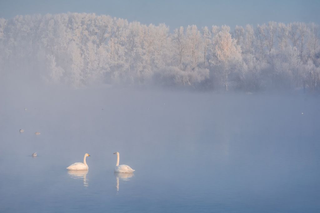 Путеводитель по Лебединому озеру в Алтайском крае